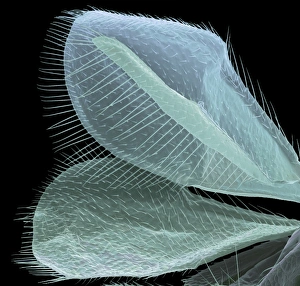 Coloured SEM Images Of Insects Drucke: Wasp wings, SEM
