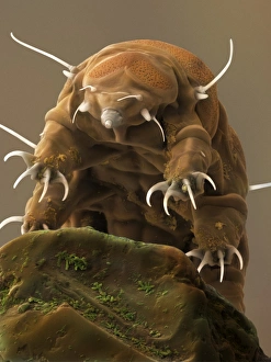 Invertebrate Animals Drucke: Water Bear or Tardigrade