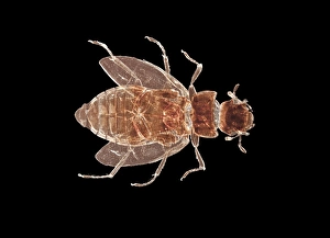 Drucke von Wasserwanzen, Lichtmikroskopische Darstellung der Anatomie eines kleinen Wasserwanzens (Reihenbeinler) Bilder Datiert 2012 Oktober: Wasserwanzen, Lichtmikroskopbild C014/4881