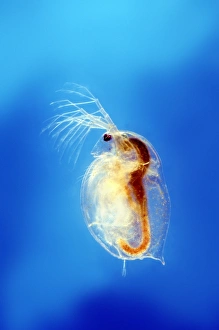 Drucke von Wasserfliege: Makrofoto einer Wasserfliege (Daphnia sp.), die ihre internen Organe zeigt. Wasserschmetterlinge sind kleine Krebstiere, häufig in frischem Wasser vorkommend Bilder Datiert 2010 Januar: Wasserfliege