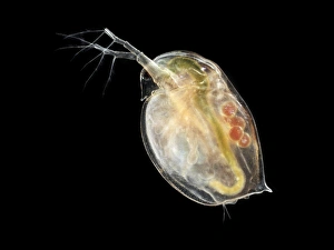 Wasserfliege