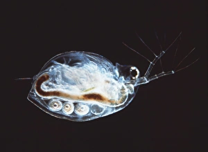 Wasserfliege, Lichtmikroskopbild