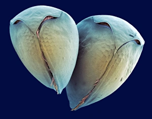 Scanning Electron Microscopy Photos Drucke: Water fleas, SEM