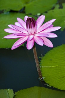Water Lily Flower Drucke: Water lily