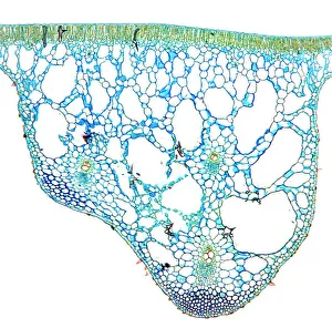 Wasserlilienblatt, Lichtmikroskopbild