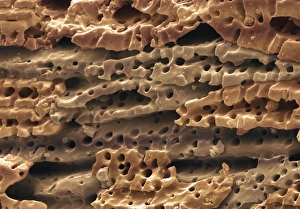 Drucke von Wasserreinigerer. Farbige Rastertunnelmikroskopie (SEM) von Kokosnusskohle-Karbon aus einem Wasserreinigungsfilter. Das Carbon entfernt Gerüche und Gase aus dem durch es geführten Wasser Bilder Datiert 2001 März: Wasserreiniger