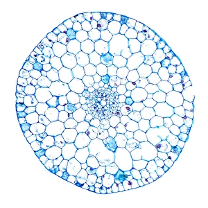 Aquatic Plant Structure Drucke: Waterweed stem, light micrograph