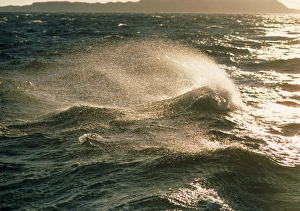 Blue Ocean Drucke: Waves