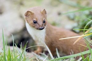 Weasel