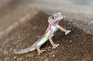 Namib Desert Gecko Drucke: Web-footed gecko