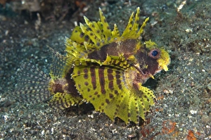 Indo Pacific Fish Drucke: Weedy scorpionfish