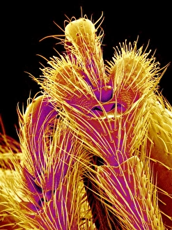 Scanning Electron Micrograph SEM Images Drucke: Weevil leg, SEM