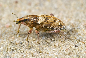 Insect Photography Nature Drucke: Weevil on sand