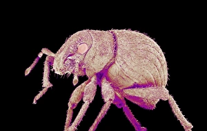 Scanning Electron Micrograph Insects Drucke: Weevil, SEM
