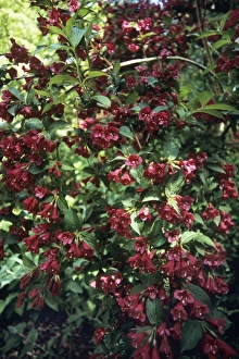 Weigela Flowers Drucke: Weigela Bristol Ruby flowers