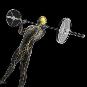 Weight Training Illustration Drucke: Weightlifting, artwork