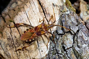 Bilder Datiert 14. Januar 2013: Rösterreichischer Konifertauermücken