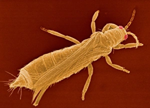 Westlicher Blütenthrips, SEM