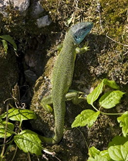 Green Lizard Species Drucke: Western green lizard