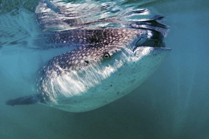 Rhincodon Typus Species Drucke: Whale shark