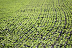 Drucke von Weizenfeld, unzureichend reifes Winterweizensaatgut (Triticum spp.), fotografiert im mittleren Winter Bilder Datiert 2008 Mai: Weizenfeld