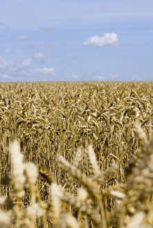 Essex Landscape Photography Drucke: Wheat field in summer