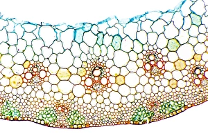Plant Vascular System Drucke: Wheat stem, light micrograph