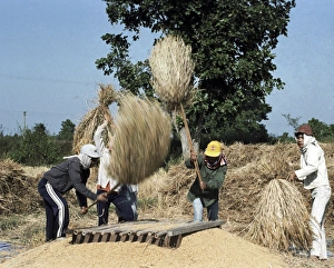 Drucke von Getreidemühlen. Frauen mit Stöcken und Röhrenstäben verwenden die Getreide von den ernteten Weizenbündeln zu streuen. Weizen (Triticum sp.) ist eine der weltweit größten Körnerpflanzenarten Bilder Datiert 2007 August: Weizen Stampeln