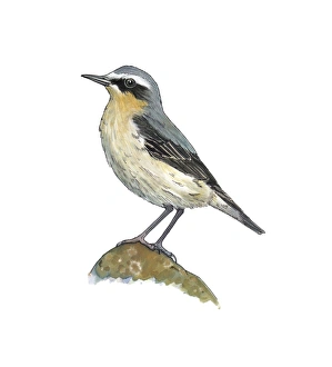 Oenanthe Oenanthe Species Drucke: Wheatear, artwork C016 / 3269