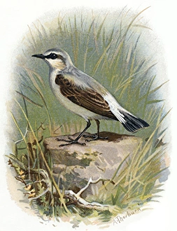 Oenanthe Oenanthe Species Drucke: Wheatear, historical artwork