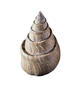 Drucke von Schneckenfossil. Dieser spiralformige Fossiliertier ist ein Gastropod aus dem erloschenen Clavilithes-Genus Bilder Datiert 2011 Juli: Wehlschalenfossil