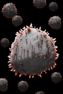 Immune System Cells Drucke: White blood cell, artwork C016 / 4628