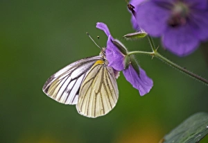 White Butterfly Drucke: White butterfly