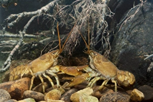 Freshwater Crustaceans Drucke: White-clawed crayfish sparring
