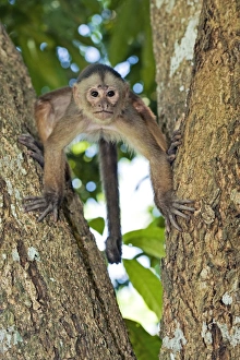 Amazon Rainforest Monkeys Drucke: White-fronted capuchin monkey