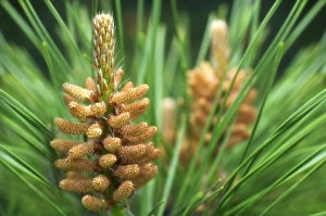 Pine Cone Images Drucke: White pine (Pinus strobus)