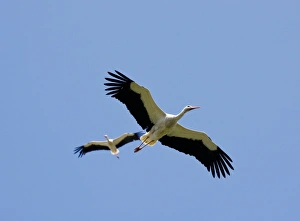 White Stork Flight Drucke: White Storks