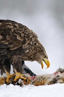 Large Bird Of Prey Drucke: White-tailed eagle with prey C018 / 0866