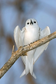 Tree Nesting Birds Drucke: White tern in a tree