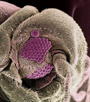 Compound Eyes Insect Drucke: Whitefly head, SEM