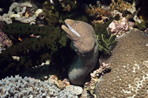 Moray Eel Hiding Place Drucke: Whitemouth moray eel