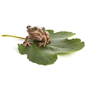 Australian Frogs Drucke: Whites tree frog