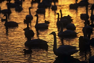 Cygnus Cygnus Images Drucke: Whooper swans