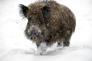 Snowy Landscape Austria Drucke: Wild boar