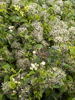 Drucke von Wild clematis, bekannt als Reisenderes Glück (Clematis vitalba). Der andere allgemeine Name ist alter Mannsbart , der aus dem Erscheinungsbild der Samenschalen stammt Bilder Datiert 2009 April: Wild-Kleemannia