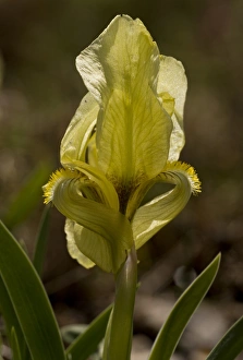 Mediterranean Wildflowers Drucke: Wild Iris (Iris suaveolens) C016 / 3458