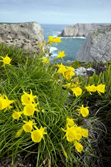Wilde Narkissen (Narcissus pseudonarcissus)