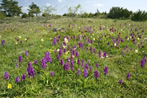 Oland Island Flora Drucke: Wild orchids and cowslips