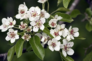 Pear Tree Blossoms Drucke: Wild pear (Pyrus communis)