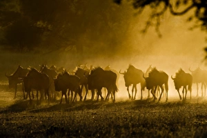 Wildebeest Herd Drucke: Wildebeest herd